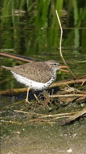 Spotted Sandpiper teeter-dancing at the Las Vegas Springs Preserve