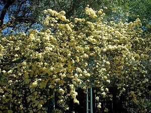 Rosa banksiae - Alchetron, The Free Social Encyclopedia