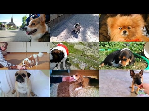 Dogs and Puppies for Kids: pronunciation in English (with videos)