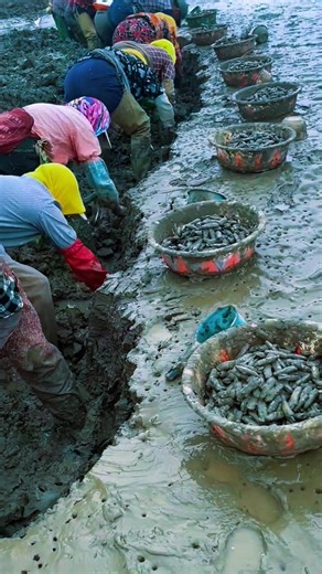 Harvesting Razor Clams from Sandy-Muddy Coastal Flats