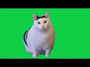 ハァ猫素材 #猫ミーム #猫ミーム素材 #はぁ猫素材 #素材