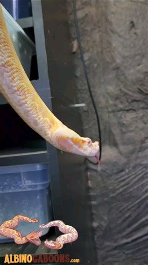 Citrine just shed and is looking so pretty. This Albino West African Gaboon Viper has alot more yellows and less reds/orange than most. It seems to be less common variety thus far. #albinogaboonviper #albinobitisrhinoceros #gaboonviper #gaboonvipersofinstagram #albinosnake | Reptile Garden