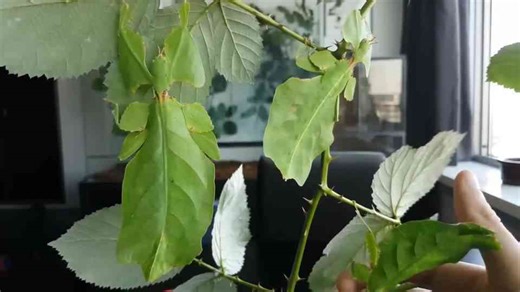 How to Build for Invisibility: The Science of Nature’s Stealth Masters