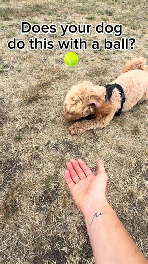 A lot of dogs love the game of fetch way more than the finish of fetch. Bringing the toy all the way back and letting go can feel risky to them, because in their experience, the moment they release it, it’s gone — no more chase, no more fun, sometimes no more toy at all if we just take it and put it away. So they do the “almost” — trotting up close, holding just out of reach, maybe dropping it and snatching it back up if a hand reaches too fast. Every time that happens, it teaches them the same 