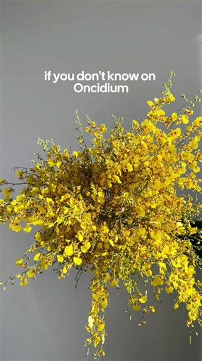 Say hello to our Dancing Lady 💃✨ These yellow Oncidium orchids sway into any bouquet with sunny elegance and a playful spirit Fun facts about Oncidium Orchids: • Dancing blooms — Each flower looks like a tiny dancer in a flowing skirt • Big orchid family — Oncidiums are one of the largest orchid groups in the world • Grows in trees — In nature, Dancing Ladies grow on tree branches, not in soil • Long-lasting beauty — These sunny yellow blooms hold up beautifully in arrangements • Loves bright l