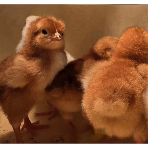 Our first graders at Bane are launching an incredible hands-on learning adventure—the Chick Hatching Project! | Bane Elementary