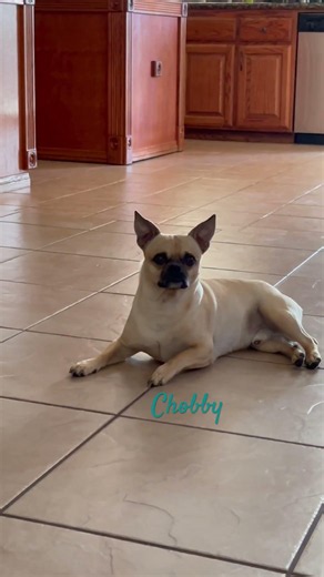 Chobby #chihuahua #pets #fypシ