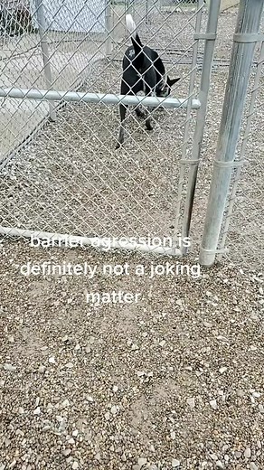 Diezel likes to bully people around #cattledog #packofheathensofficial #fyp