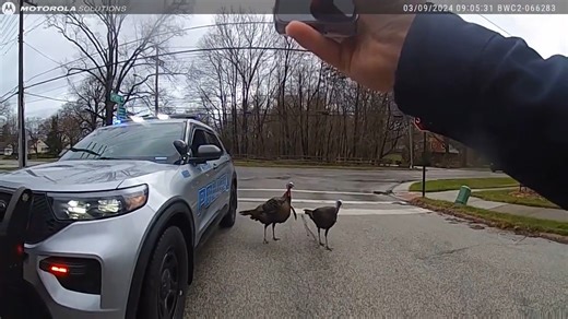 A routine traffic stop leads to two Bay Village police officers being chased by two wild turkeys. And it was all caught on camera (as seen here). Find out more on this story: https://tinyurl.com/ypvtzc78 | Fox 8 News
