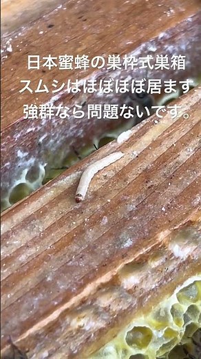 日本蜜蜂の巣枠式巣箱 スムシはほぼほぼ居ます 強群なら問題ないです。 #スムシ #ニホンミツバチ #はちみつ #日本ミツバチ #日本蜜蜂 #bee #beekeeper #beekeeping