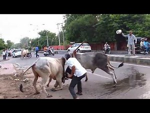 Bull fight for Cows in Indian City Highway | Live Footage #bullfight