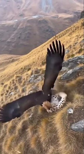Lynx Ambushes Eagle on Mountain Cliff — But the Sky Belongs to the Hunter | AI Wildlife Scene