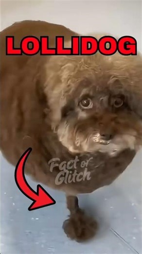 Top 5 Strange-Looking Dogs on Earth 🐶✨ #WeirdDogAlert #FactOrGlitch #ForYouUSA