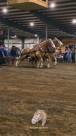 Power #horse #drafthorses #pulls #pullinghorses