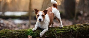 Russell Terrier