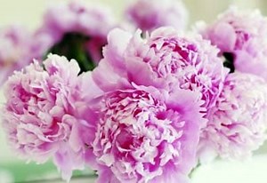 Peonies: How to Plant, Grow, and Care for Peony Flowers