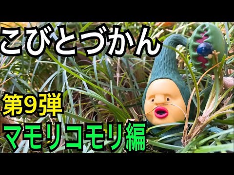[Kobito Zukan] Don't go home until you find Mamori Komori!!