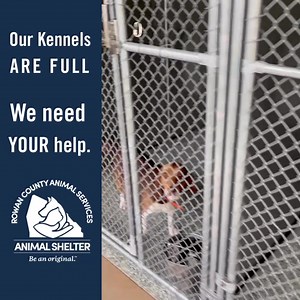 Our kennels are full, and these sweet dogs are waiting for a second chance. By adopting, you’re not just giving one of them a loving home—you’re also opening up space so we can help the next dog in need. Please, come meet your new best friend today. | Rowan County Animal Shelter