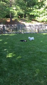 4.7K views · 30 reactions | Found A Hound Rescue on Reels | Facebook