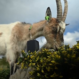 Old Irish Goats are the heroes we deserve 🐐 | DW News