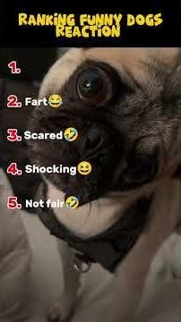 Top 5 Most Funny Dogs Reaction🤣 | Try not to Laugh! #funny #dogs #reaction #viral