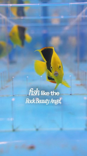 👻 Spooky Savings Are Swimming In! This Halloween, make your aquarium fang-tastically alive! From Oct 30th to Nov 2nd — enjoy 10% OFF all livestock, both in-store & online! 🐡🦐🐠 Don’t miss your chance to bring home vibrant fish and aquatic life at boo-tiful prices! Hurry — these deals vanish faster than a ghost at midnight! 👻✨ 👉 Shop Now at AquariumArtsOnline.com | Aquarium Arts - New