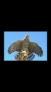 Falconry hunting hawks