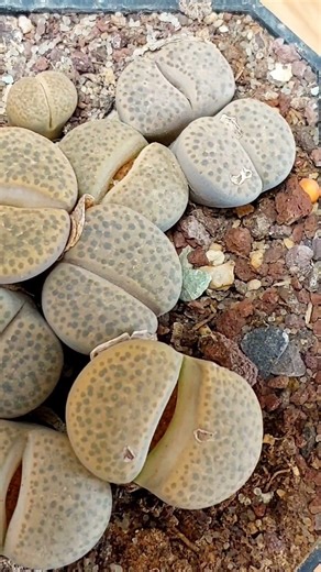 Lithops Splitting Explained: The Most Important Rule – Do NOT Water.