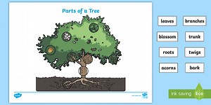 Parts of a Tree Cut and Stick Matching Activity