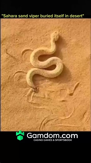 SCIENCE | HISTORY | KNOWLADGE on Instagram: "🐍 Watch How the Sahara Sand Viper Buries Itself in the Desert • The Sahara sand viper uses sidewinding motion to move across hot sand. • By rapidly flicking its body, it pushes sand upward and around itself. • Within seconds, the snake is almost completely buried, leaving only its eyes exposed. • This technique helps regulate body temperature in extreme desert heat. • It also provides perfect camouflage from predators and prey. • Burrowing allows the