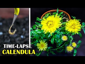 Growing calendula flower from seed (82 days time lapse)