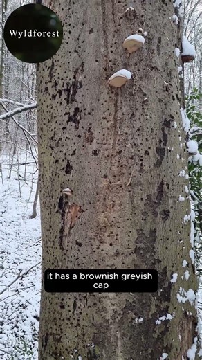 Lost in the Woods? This Fungus is Your Fire Starter! 🍄🔥