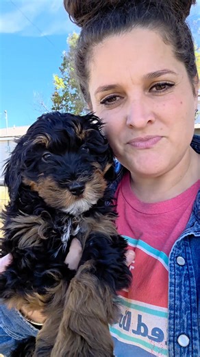 Our tiny girl with the big heart is still hoping to schedule her gotcha date This sweet phantom Mini Bernedoodle may be the smallest of her litter, but she makes up for it with the gentlest temperament and the biggest dose of love. She’s expected to mature around 20 to 25 pounds. Her littermates range in the 20 to 30 pound window, but this girl has stayed petite from the start. Small, mighty, and absolutely perfect. Don’t let her size fool you. She is the calmest, sweetest pup of the entire litt