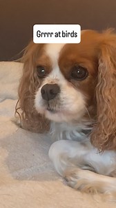 4.4K reactions · 103 shares | Buttercup and Clover’s growls sound identical 凉 What do you growl at? | Clover & Buttercup | Facebook