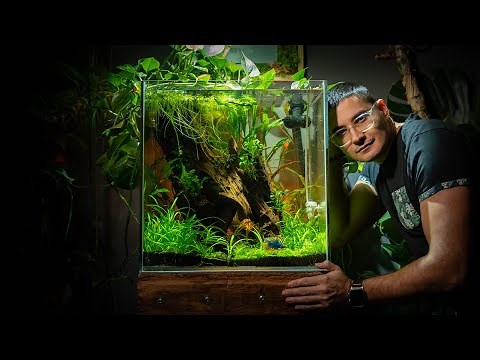 BETTA PARADISE Tutorial! 🌿 Massive 33 Gallon aquarium for Billy (the Betta)