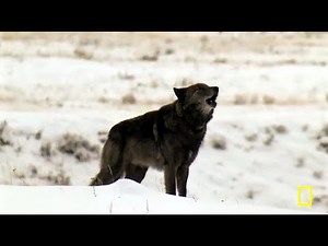 Yellowstone Wolf Dynasty - The Pack (2018)