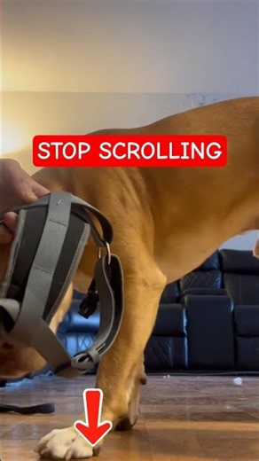 Most Dog Owners Make This Harness Mistake