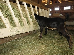 Homestead homemade goat feeder- No Waste!