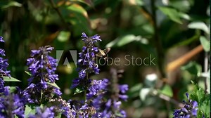 Humming hawk moth floats gracefully from flower to flower using proboscis to forage for nectar