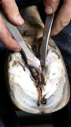 "Shocking Discovery: Worms in Cow Hooves!" #asmr #hoof