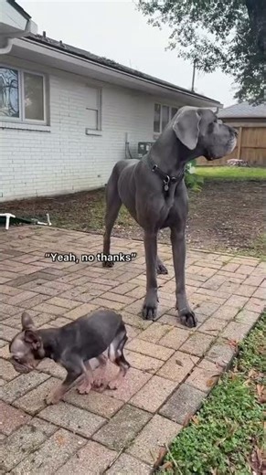 Donate if interested link 🔗 in bio #adoptstrays #adopteddog #puppy #rescueefforts #rescuedog #usa