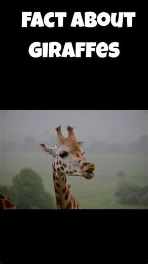 Giraffes Can’t Talk But Here’s How They Secretly Communicate#shortsfeed #facts #shorts