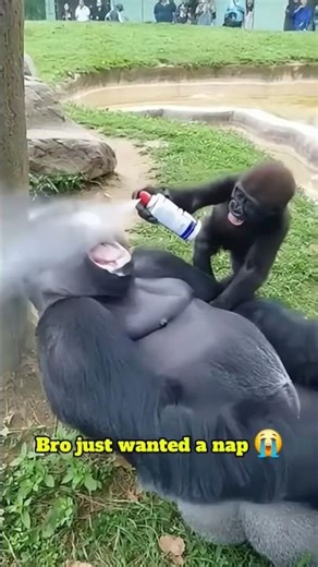 Baby Gorilla’s Prank Wake-Up Goes Too Far #viralshorts #gorilla #trending