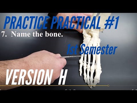 A&P PRACTICE PRACTICAL: 1st Semester Practice Practical #1 Version H