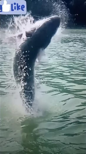 “Man Catches a Giant Fish with a Rod — Unbelievable!”7081122025#youtubeshorts #viral #fish