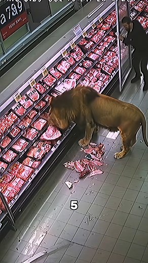 1.5M views · 16K reactions | #facts #animalfacts #wildlife #fblifestyle | Geographical Beauty | Facebook