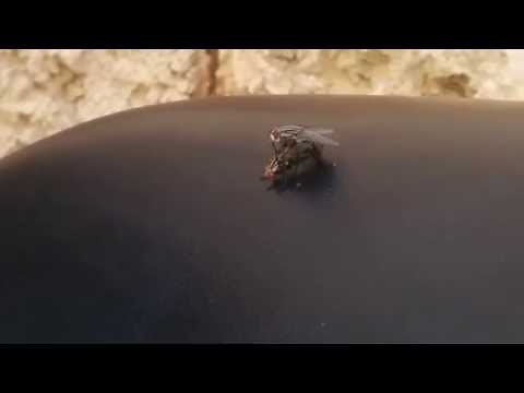 How do flies mate? (HD)