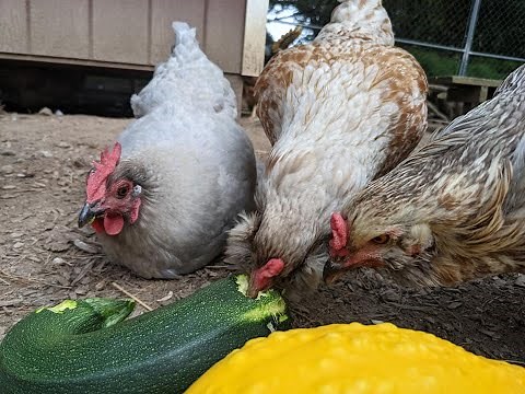 Safe Treats for Chickens (and how to sprout lentils)