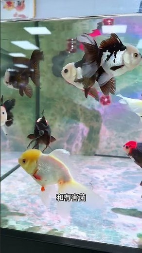 Should fish tanks be equipped with germicidal lamps?#UV germicidal lamp#fishkeeping #airtank