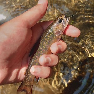 jenk_n_jelq - Twitch